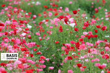 Klaproos Shirley mix Papaver rhoeas | Basiszaden.nl