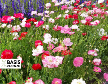 Klaproos Shirley mix Papaver rhoeas | Basiszaden.nl