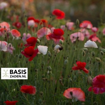Klaproos Shirley mix Papaver rhoeas | Basiszaden.nl