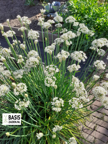 Knoflookbieslook Chinese bieslook Allium tuberosum | Basiszaden.nl