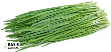 Knoflookbieslook Chinese bieslook Allium tuberosum | Basiszaden.nl