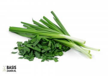 Knoflookbieslook Chinese bieslook Allium tuberosum | Basiszaden.nl