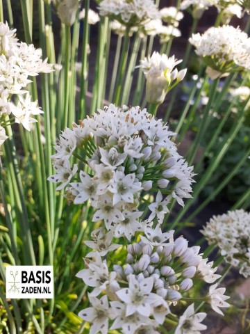 Knoflookbieslook Chinese bieslook Allium tuberosum | Basiszaden.nl