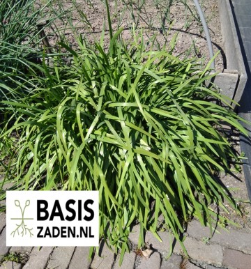 Knoflookbieslook Chinese bieslook Allium tuberosum | Basiszaden.nl