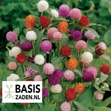 Kogelamarant Tall Mix Gomphrena globosa | Basiszaden.nl