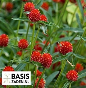 Kogelamarant Strawberry Fields Gomphrena haageana | Basiszaden.nl