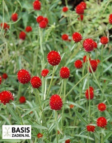 Kogelamarant Strawberry Fields Gomphrena haageana | Basiszaden.nl