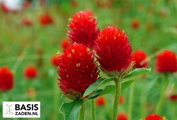 Kogelamarant Strawberry Fields Gomphrena haageana | Basiszaden.nl