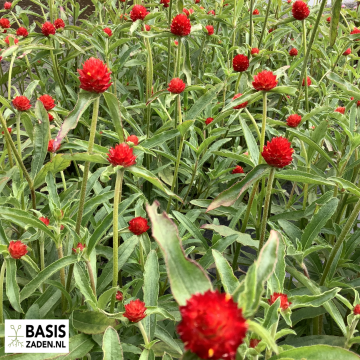 Kogelamarant Strawberry Fields Gomphrena haageana | Basiszaden.nl