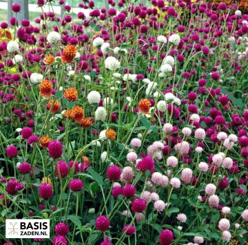 Kogelamarant Tall Mix Gomphrena globosa | Basiszaden.nl