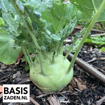 Koolrabi Delikatess Weisser Brassica oleracea acephala var gongylodes | Basiszaden.nl