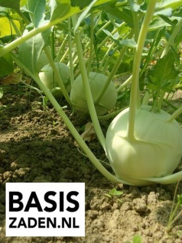 Koolrabi Delikatess Weisser Brassica oleracea acephala var gongylodes | Basiszaden.nl