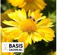 Kokardebloem Single mix Gaillardia pulchella | Basiszaden.nl