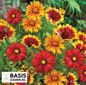 Kokardebloem Single mix Gaillardia pulchella | Basiszaden.nl