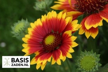 Kokardebloem Single mix Gaillardia pulchella | Basiszaden.nl