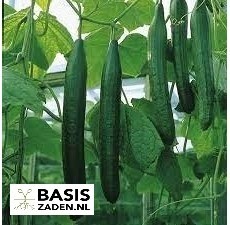 Komkommer Telegraph Improved Cucumis sativus | Basiszaden.nl