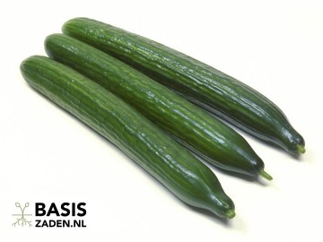 Komkommer Telegraph Improved Cucumis sativus | Basiszaden.nl