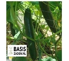Komkommer Telegraph Improved Cucumis sativus | Basiszaden.nl