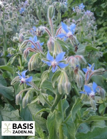 Komkommerkruid Bernagie Borage Borago officinalis | Basiszaden.nl