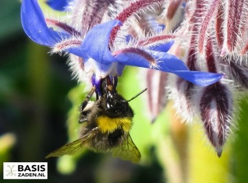 Komkommerkruid Bernagie Borage Borago officinalis | Basiszaden.nl