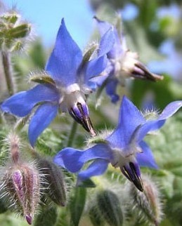 Mengsel eetbare bloemen | Basiszaden.nl