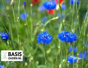 Korenbloem dubbelbloemig Blue Ball Centaurea cyanus | Basiszaden.nl