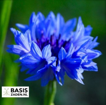 Korenbloem dubbelbloemig Blue Ball Centaurea cyanus | Basiszaden.nl