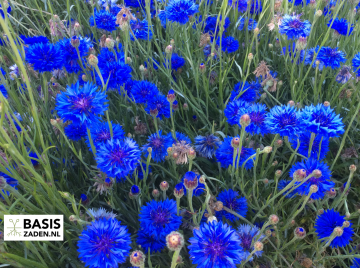 Korenbloem dubbelbloemig Blue Ball Centaurea cyanus | Basiszaden.nl