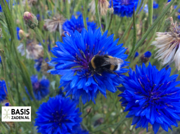 Korenbloem dubbelbloemig Blue Ball Centaurea cyanus | Basiszaden.nl