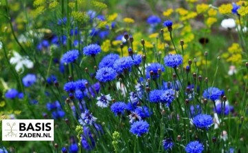 Korenbloem dubbelbloemig Blue Ball Centaurea cyanus | Basiszaden.nl