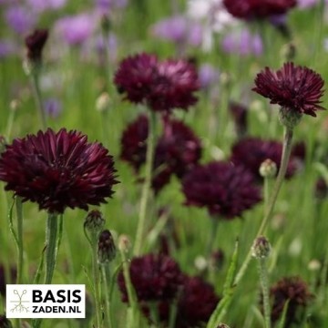 Korenbloem Black Ball Centaurea cyanus | Basiszaden.nl