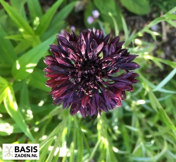 Korenbloem Black Ball Centaurea cyanus | Basiszaden.nl