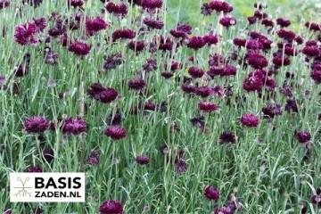 Korenbloem Black Ball Centaurea cyanus | Basiszaden.nl
