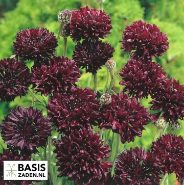Korenbloem Black Ball Centaurea cyanus | Basiszaden.nl