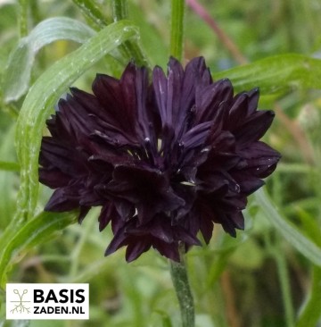 Korenbloem Black Ball Centaurea cyanus | Basiszaden.nl