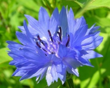 Mengsel eetbare bloemen | Basiszaden.nl