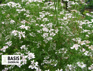 Koriander Coriandrum sativum | Basiszaden.nl