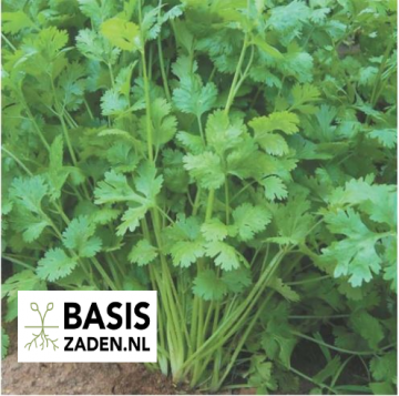 Koriander Coriandrum sativum | Basiszaden.nl