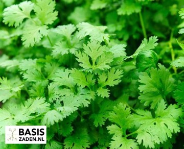 Koriander Coriandrum sativum | Basiszaden.nl