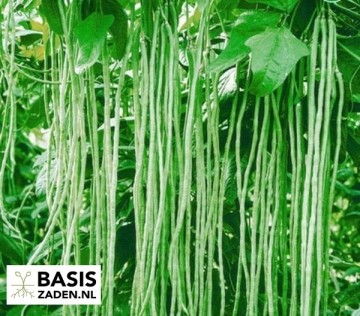 Kouseband Metro Nero Vigna sesquipedalis | Basiszaden.nl