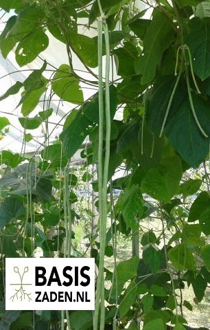 Kouseband Metro Nero Vigna sesquipedalis | Basiszaden.nl