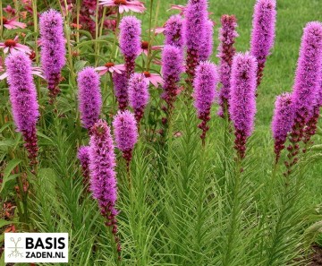 Lampenpoetser Wit en paars mix Liatris Spicata | Basiszaden.nl
