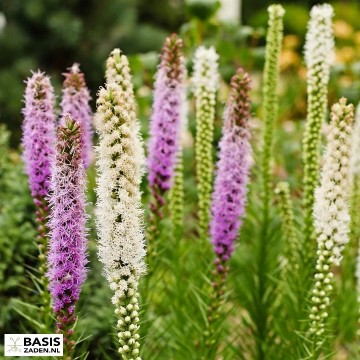 Lampenpoetser Wit en paars mix Liatris Spicata | Basiszaden.nl