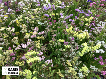 Lamsoor Statice Pacific mix Limonium Sinuatum | Basiszaden.nl