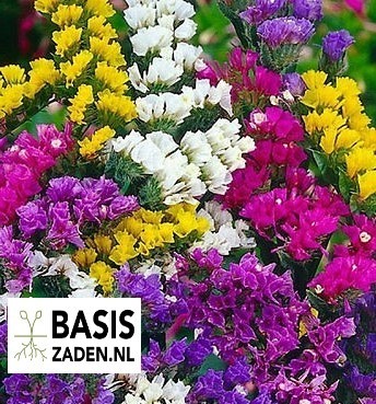 Droogbloemen pakket | Basiszaden.nl