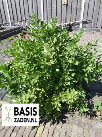 Lavas Maggiplant Levisticum officinale | Basiszaden.nl