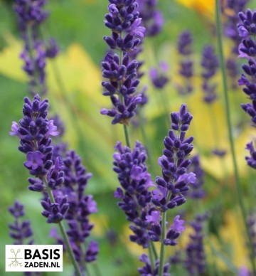 Echte Lavendel Lavandula officinalis  | Basiszaden.nl