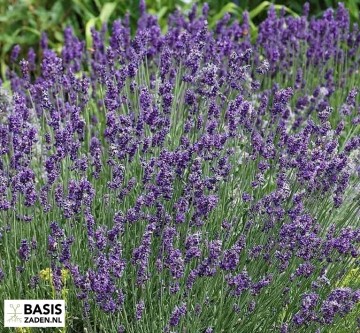 Echte Lavendel Lavandula officinalis  | Basiszaden.nl