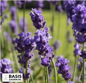Echte Lavendel Lavandula officinalis  | Basiszaden.nl