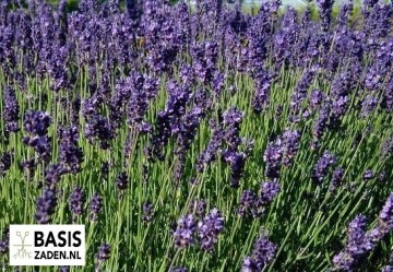 Echte Lavendel Lavandula officinalis  | Basiszaden.nl